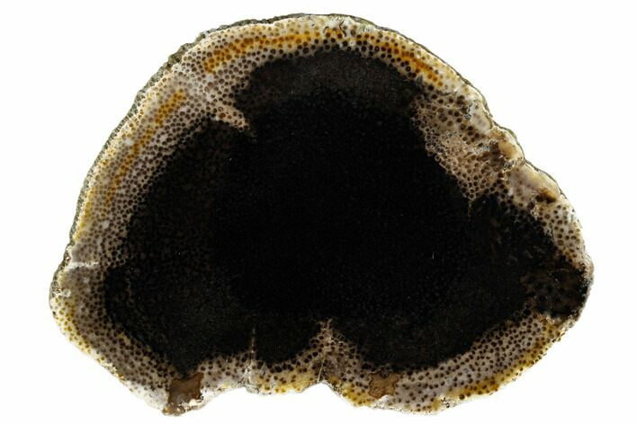 Polished Petrified Palmwood (Palmoxylon) Round - Texas #184897